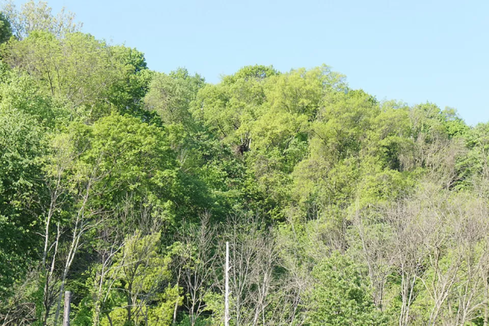 Hays Woods